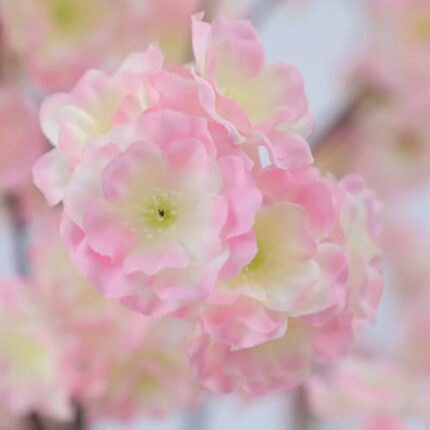 31ubkstjncl. ac us800