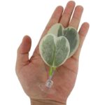 41wsinjk0l. ac us800