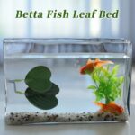 41cqrq gyyl. ac us800