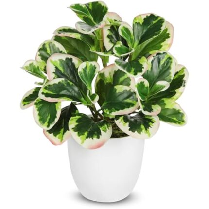 41nnn319cpl. ac us800