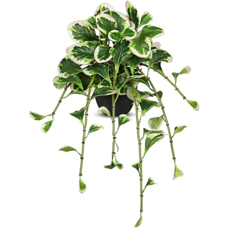 41xw6yvxhzl. ac us800