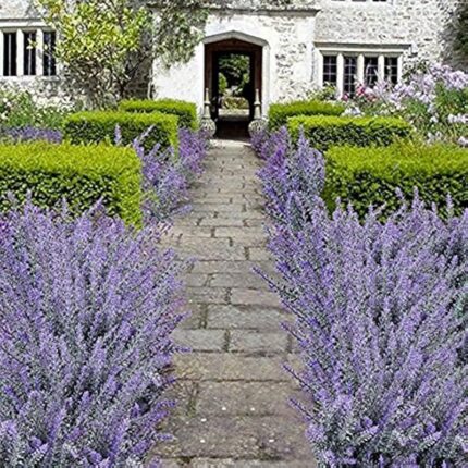 61pepfcqzil. ac us800